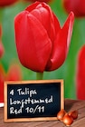 BULBE DE TULIPE - SANSMARQUE en promo chez Auchan Hypermarché BULBE DE TULIPE - SANSMARQUE dans le catalogue Auchan Hypermarché