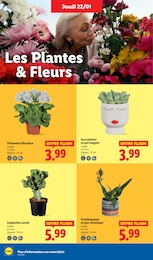 Offre Plante D'intérieur dans le catalogue Lidl du moment à la page 28