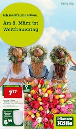 Tulpen Angebot im aktuellen Pflanzen Kölle Prospekt auf Seite 1