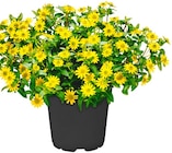 Penny Steinau - Husarenknöpfchen Angebot im Prospekt Husarenknöpfchen bei Penny im Steinau Prospekt für 1,99 €