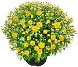 Chrysanthemenbusch im aktuellen Prospekt bei Penny in Sehmatal-Neudorf