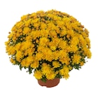 Chrysanthème - Carrefour à Chelles Chrysanthème en promo chez Carrefour Chelles à 2,89 €