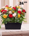 POT ROSES ET GYPSOPHILES dans le catalogue Gifi