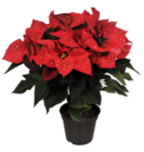 Promo Poinsettia à 2,79 € dans le catalogue Supeco à Mont-Saint-Martin