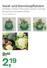 Salat- und Gemüsepflanzen Angebote bei BayWa AG Heilbronn für 2,19 €
