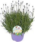 Aktuelle Blumen Angebote bei REWE in Düsseldorf Aktuelles Lavendel Angebot bei REWE in Düsseldorf ab 5,79 €
