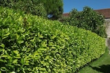 Laurier palme - Gamm vert à Béziers Laurier palme en promo chez Gamm vert Béziers à 4,50 €