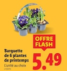 Barquette de 6 plantes de printemps en promo chez Lidl La Rochelle à 5,49 €