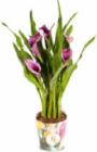 Calla im Angebot bei Netto Marken-Discount in Kamen Calla Angebote bei Netto Marken-Discount Kamen für 4,99 €