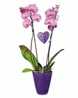 Orchidée pot verre couleur en promo chez Lidl Montbéliard à 13,99 €