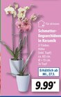 Schmetterlingsorchideen in Keramik bei Lidl im Prospekt "" für 9,99 €