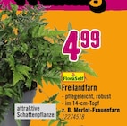 Freilandfarn bei Hornbach im Dresden Prospekt für 4,99 €