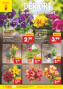 Blumen im Netto Marken-Discount Prospekt "Aktuelle Angebote" mit 65 Seiten (Halle (Saale))