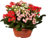 Kalanchoé tricolor en coupe - Lidl à Caen Kalanchoé tricolor en coupe en promo chez Lidl Caen à 8,99 €