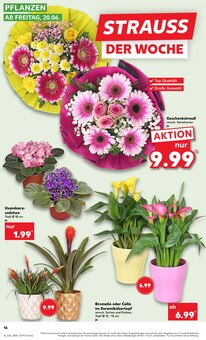 Blumen im Kaufland Prospekt "Aktuelle Angebote" mit 52 Seiten (München)