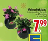 Weihnachtskaktus im EDEKA Prospekt Weihnachtskaktus von im aktuellen EDEKA Prospekt für 7,99 €