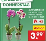 Mini Orchideen im Angebot bei Netto Marken-Discount in Salzgitter Mini Orchideen Angebote bei Netto Marken-Discount Salzgitter für 3,99 €