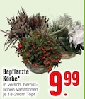 Bepflanzte Körbe von  im aktuellen EDEKA Prospekt für 9,99 €