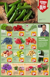Ähnliche Angebote wie Blumenzwiebeln im Prospekt "Dein Markt" auf Seite 7 von REWE in Frankfurt