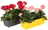 Géranium en promo chez Carrefour Géranium dans le catalogue Carrefour
