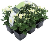 Chrysanthème en barquette - Lidl à Aulnay-sous-Bois Chrysanthème en barquette en promo chez Lidl Aulnay-sous-Bois à 3,99 €