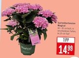 Gartenhortensien im Angebot bei Marktkauf in Fellbach Gartenhortensien Angebote von Magical bei Marktkauf Fellbach für 14,99 €