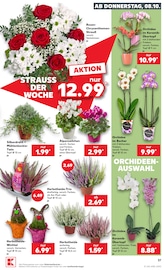 Blumen im Kaufland Prospekt in Frankfurt Aktueller Kaufland Prospekt mit Blumen, "Hier bin ich richtig", Seite 37