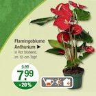 Flamingoblume Anthurium für 7,99 € bei V-Markt im Angebot Flamingoblume Anthurium im aktuellen V-Markt Prospekt