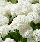 Aktuelle Hortensie Angebote bei OBI in Nürnberg Aktuelles Schneeball-Hortensie Angebot bei OBI in Nürnberg ab 19,99 €