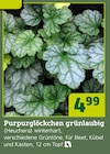 Purpurglöckchen grünlaubig (Heuchera) Angebote bei Pflanzen Kölle Germering für 4,99 €