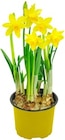 Narzisse  im aktuellen Kaufland Prospekt für 0,88 €