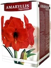 Amaryllis-Zwiebel für 2,99 € bei Penny im Angebot Amaryllis-Zwiebel im aktuellen Penny Prospekt