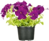 BayWa Bau- und Gartenmärkte - Petunie Angebot im Prospekt Petunie bei BayWa Bau- und Gartenmärkte im Prospekt "" für 2,59 €