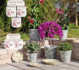 Aktuelles Zinktopf 'Blume' Angebot bei Garten-Center Nordharz GmbH & Co. KG in Hildesheim ab 2,99 €