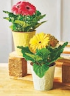 Gerbera - Super U à Sarcelles Gerbera en promo chez Super U Sarcelles à 4,99 €