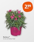 Nelken von Dianthus Gartennelke Wiesenhut im aktuellen tegut Prospekt für 2,99 €