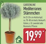 Mediterranes Stämmchen von Gardenline für 19,99 € bei ALDI Nord im Angebot Mediterranes Stämmchen von Gardenline im aktuellen ALDI Nord Prospekt