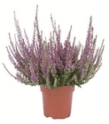 Lidl Colmnitz - Heidekraut (Calluna vulgaris) Angebot im Prospekt Heidekraut (Calluna vulgaris) bei Lidl im Colmnitz Prospekt für 1,69 €