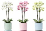 Orchidee im Angebot bei REWE in Kiel Orchidee Angebote bei REWE Kiel für 9,99 €