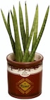Plante verte en cache pot vintage en promo chez Lidl Aulnay-sous-Bois à 3,99 €