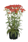 Stauden für 7,99 € bei Hagebaumarkt im Angebot Stauden im aktuellen Hagebaumarkt Prospekt