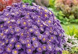 KISSEN-ASTER „ALPHA“ (ASTER DUMOSUS) von  im aktuellen OBI Prospekt für 7,99 €