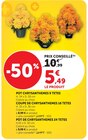 Pot chrysanthèmes 9 têtes - Hyper U à Cambrai Pot chrysanthèmes 9 têtes en promo chez Hyper U Cambrai à 5,49 €
