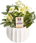 Christrosen im Angebot bei Marktkauf in Friedrichshafen Christrosen Angebote von EDEKA Herzstücke bei Marktkauf Friedrichshafen für 3,49 €