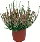 Bruyère Calluna pot 12 cm en promo à 3,99 € chez Netto Bruyère Calluna pot 12 cm dans le catalogue Netto
