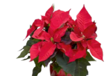 Weihnachtsstern Euphorbia bei OBI im Marburg Prospekt für 2,79 €