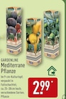Mediterrane Pflanze im Angebot bei ALDI Nord in Recklinghausen Mediterrane Pflanze Angebote von GARDENLINE bei ALDI Nord Recklinghausen für 2,99 €