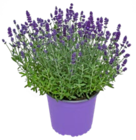 Lavendel im Angebot bei Kaufland in Neuss Lavendel Angebote bei Kaufland Neuss für 1,69 €