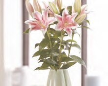 Bouquet de 5 lys - Carrefour à Gennevilliers Bouquet de 5 lys en promo chez Carrefour Gennevilliers à 4,90 €