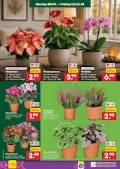 Pflanzen im Netto Marken-Discount Prospekt in Görlitz Aktueller Netto Marken-Discount Prospekt mit Pflanzen, "Aktuelle Angebote", Seite 6